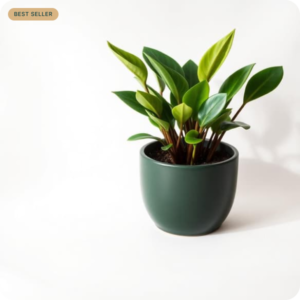 ZZ Plant