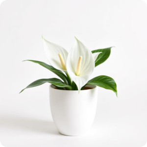 Peace Lily