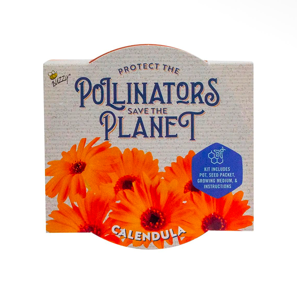 Calendula - Image 2
