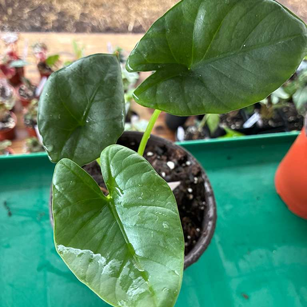 Alocacia Reginae 6 Pot - Image 3