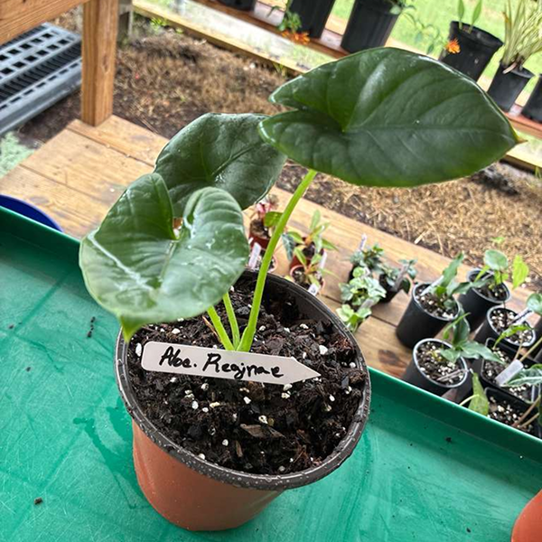 Alocacia Reginae 6 Pot - Image 2