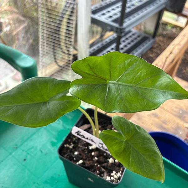 Alocacia Sumo 6 Pot - Image 3