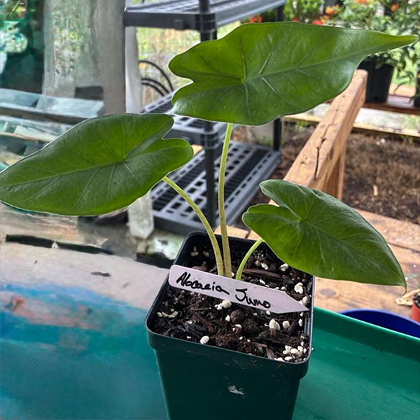 Alocacia Sumo 6 Pot - Image 4
