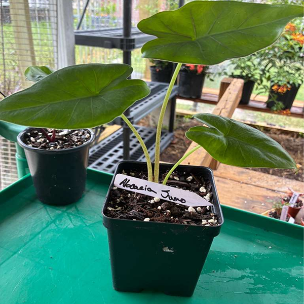 Alocacia Sumo 6 Pot - Image 5
