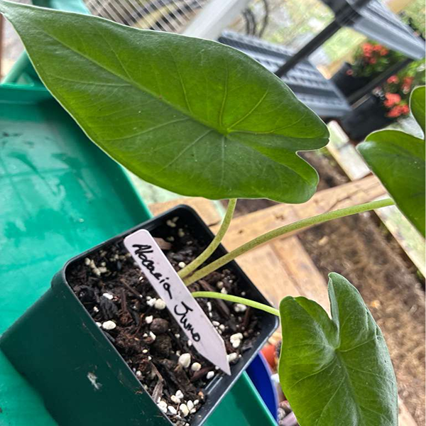Alocacia Sumo 6 Pot - Image 2
