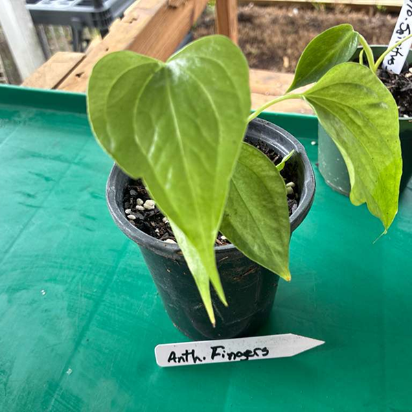 Anthuriums Fingers 4 Pot - Image 3