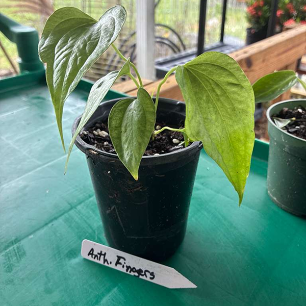 Anthuriums Fingers 4 Pot - Image 2