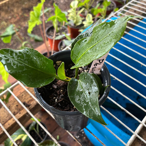 Anthurium Plowmanii 4 Pot - Image 3
