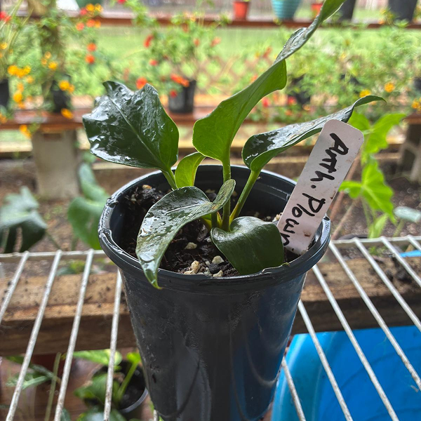 Anthurium Plowmanii 4 Pot - Image 4