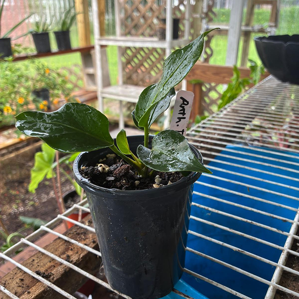 Anthurium Plowmanii 4 Pot - Image 2