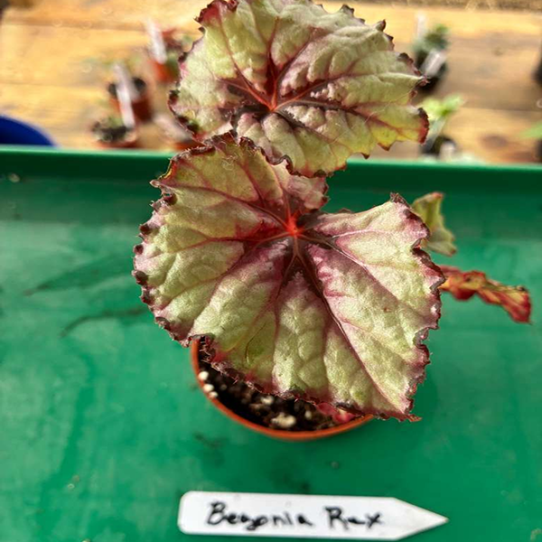 Begonias Rex 4 Pot - Image 3