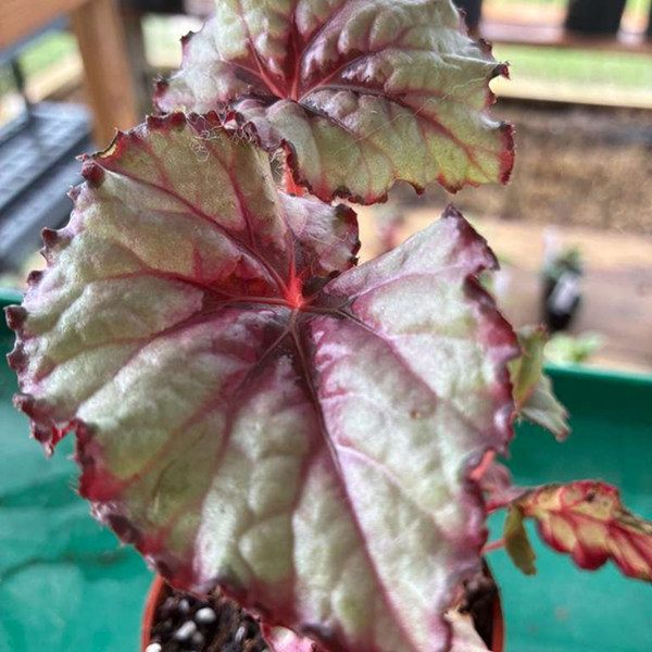 Begonias Rex 4 Pot - Image 2