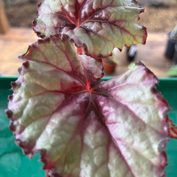 Begonias Rex 4 Pot - Image 4