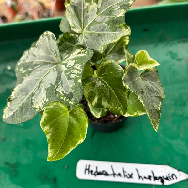 Hedera Helix Harlequin 4 Pot - Image 2