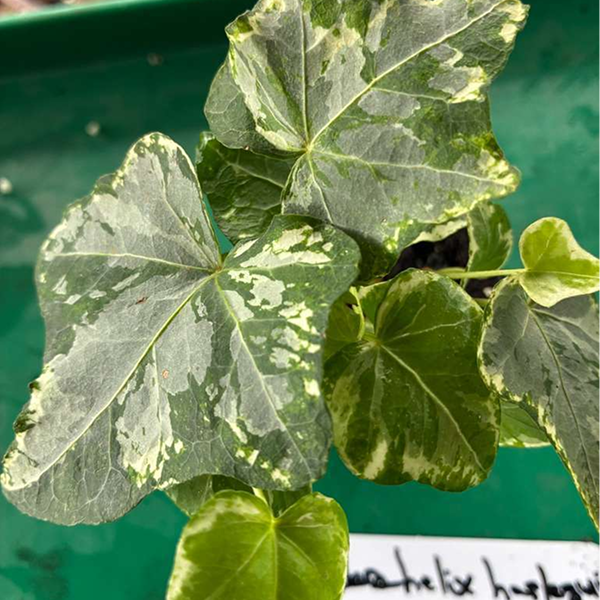 Hedera Helix Harlequin 4 Pot - Image 3