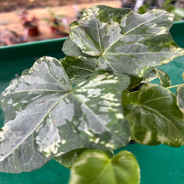 Hedera Helix Harlequin 4 Pot - Image 4