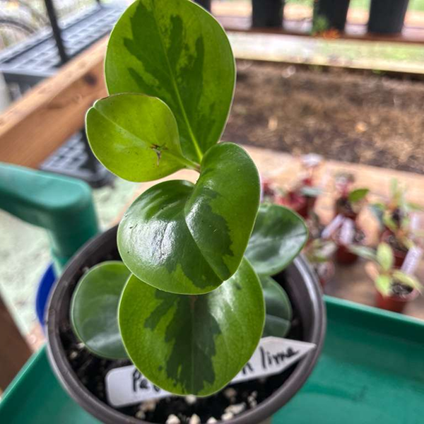 Lemon Lime Peperomias 6 Pot - Image 2