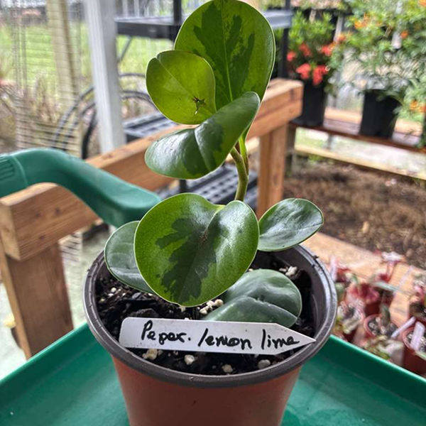 Lemon Lime Peperomias 6 Pot - Image 4