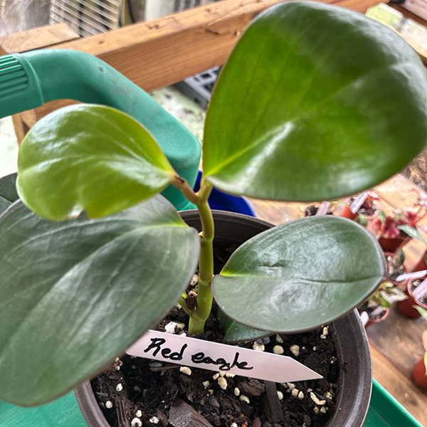 Peperomias Red Edge 6 Pot - Image 3