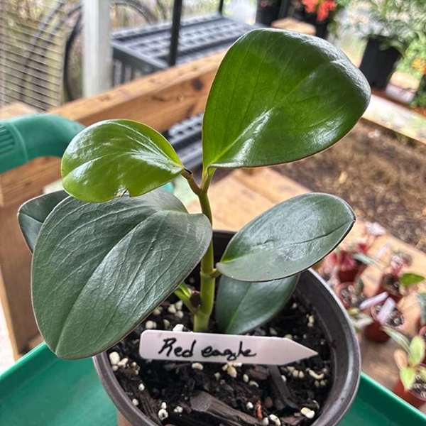 Peperomias Red Edge 6 Pot - Image 4