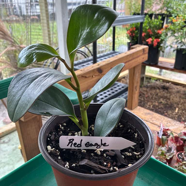 Peperomias Red Edge 6 Pot - Image 2