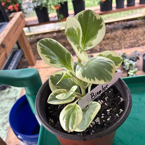 Peperomias Bicolor 6 Pot - Image 2