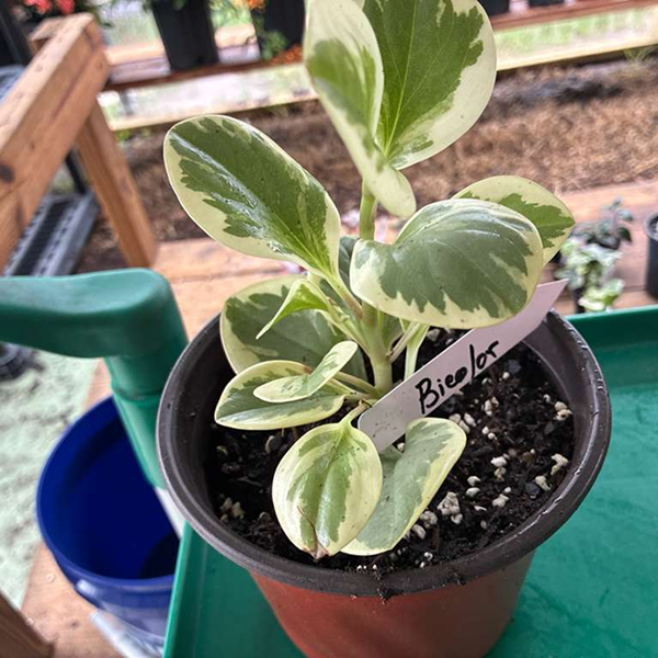 Peperomias Bicolor 6 Pot - Image 4