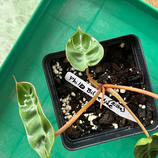 Philodendron Billietiae 4 Pot - Image 3
