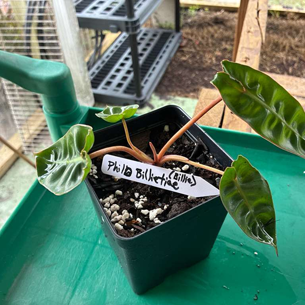 Philodendron Billietiae 4 Pot - Image 4