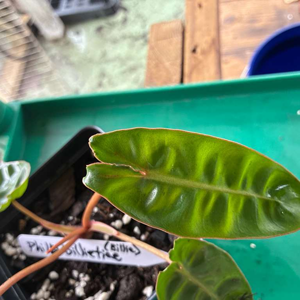 Philodendron Billietiae 4 Pot - Image 2