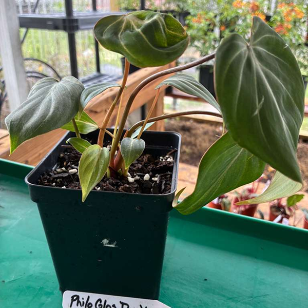 Philodendron Gloriosum Dark Form 4 Pot - Image 4