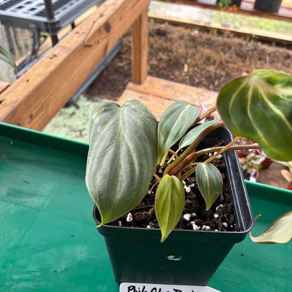 Philodendron Gloriosum Dark Form 4 Pot - Image 5
