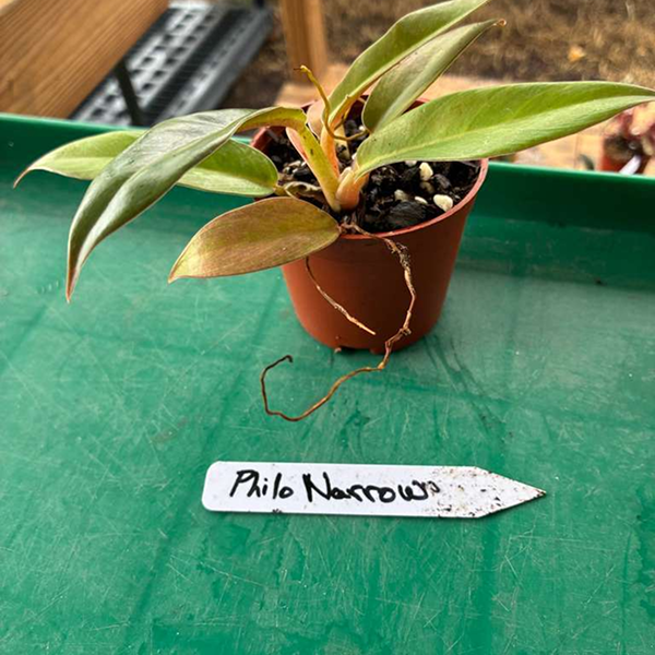 Philodendron Narrow 2 Pot - Image 3