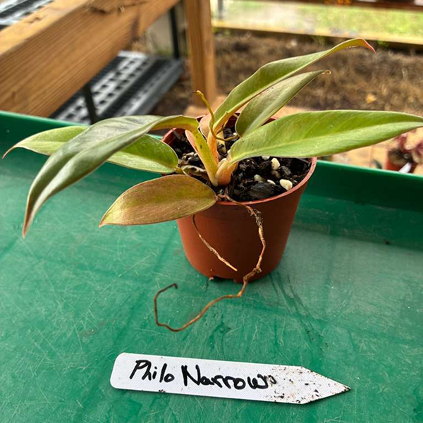 Philodendron Narrow 2 Pot - Image 2