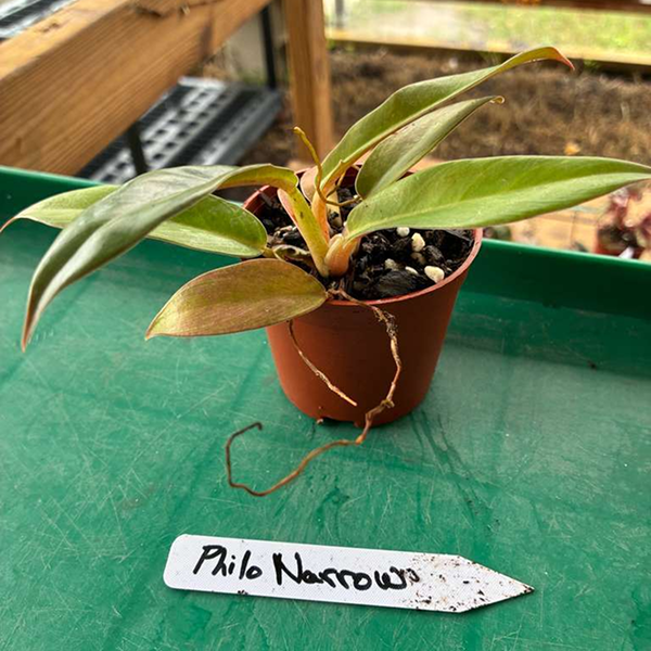 Philodendron Narrow 2 Pot - Image 4
