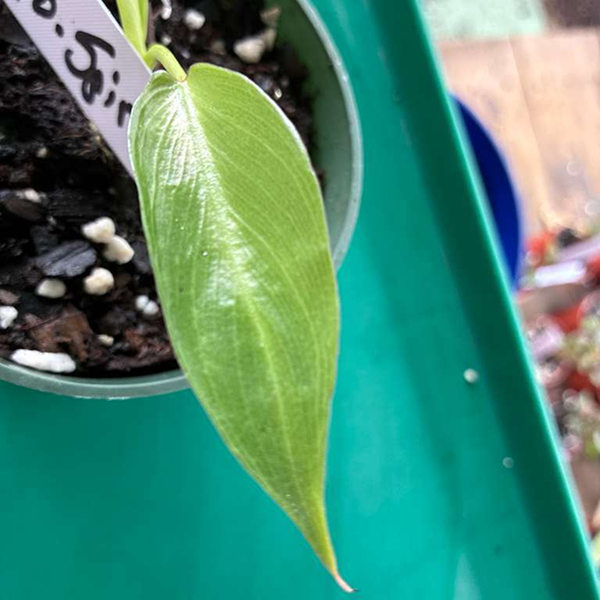 Philodendron Spiritus Sancti 3 Pot - Image 3