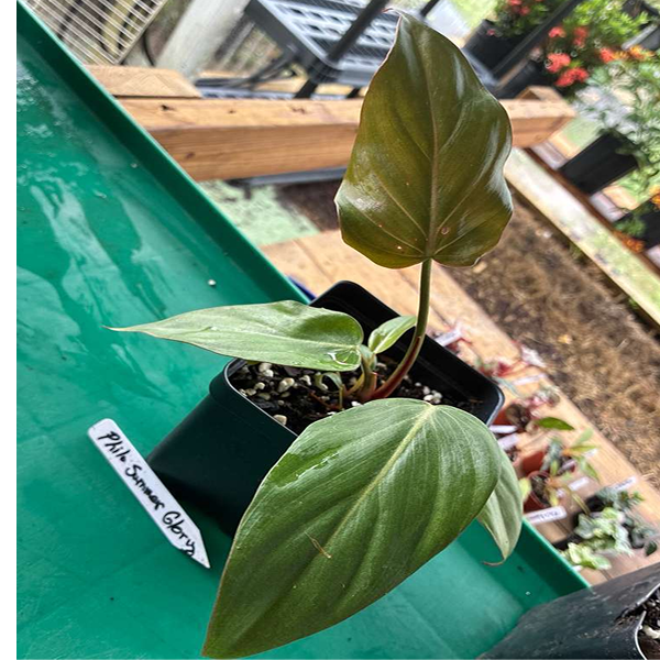 Philodendron Summer Glory 4 Pot - Image 3