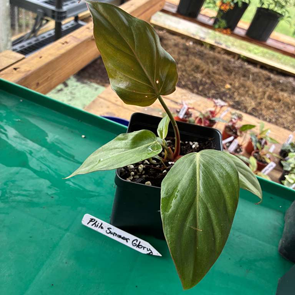 Philodendron Summer Glory 4 Pot - Image 4