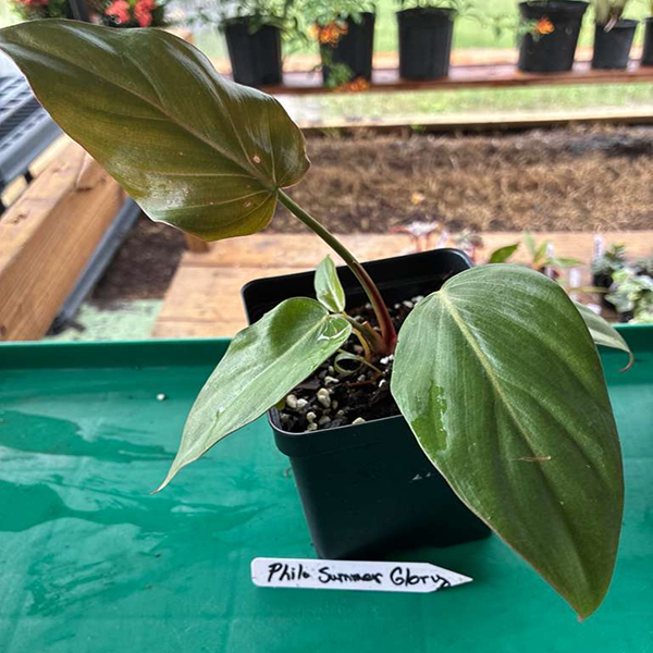 Philodendron Summer Glory 4 Pot - Image 2