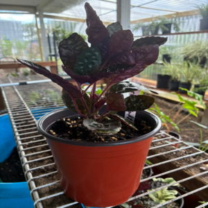 Purple Waffle Plant