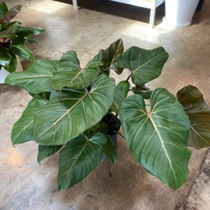 Philodendron Summer Glory 4 Pot