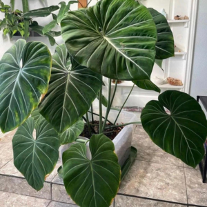 Philodendron Gloriosum Dark Form 4 Pot