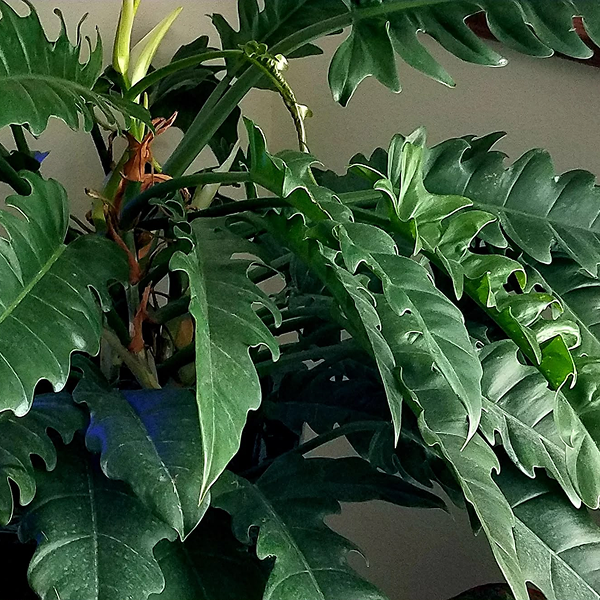 Philodendron Narrow 2 Pot