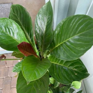 Anthuriums Cobra 4 Pot