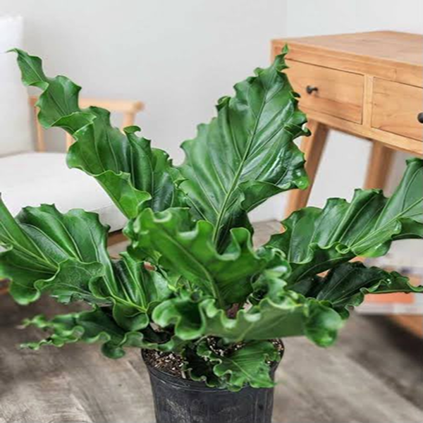 Anthurium Plowmanii 4 Pot
