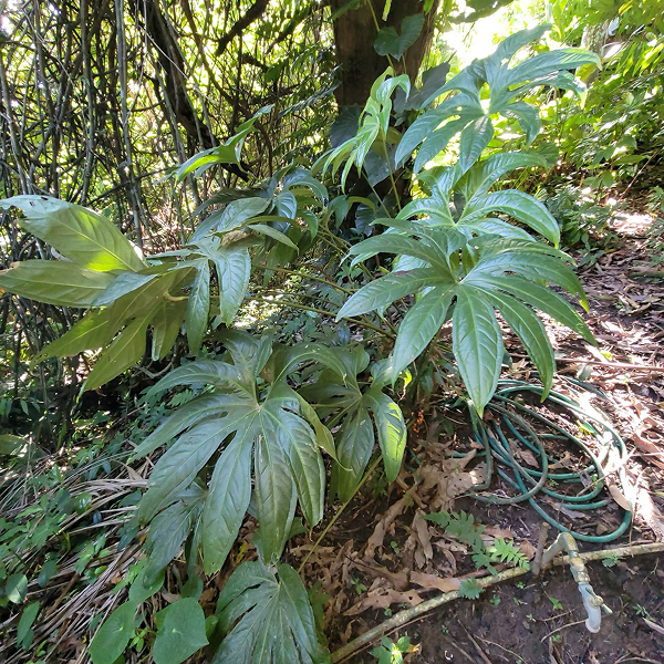 Anthuriums Fingers 4 Pot
