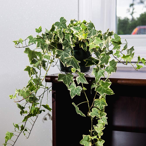 Hedera Helix Harlequin 4 Pot