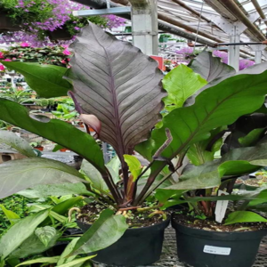 Alocasia Big Red Bird