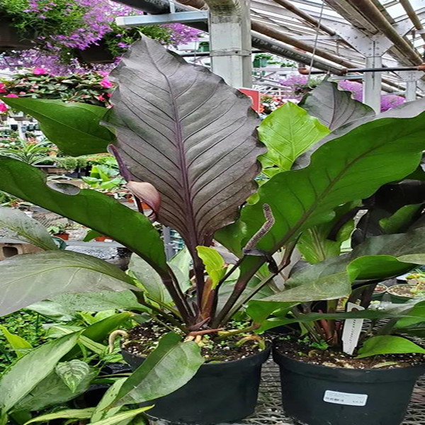 Alocasia Big Red Bird