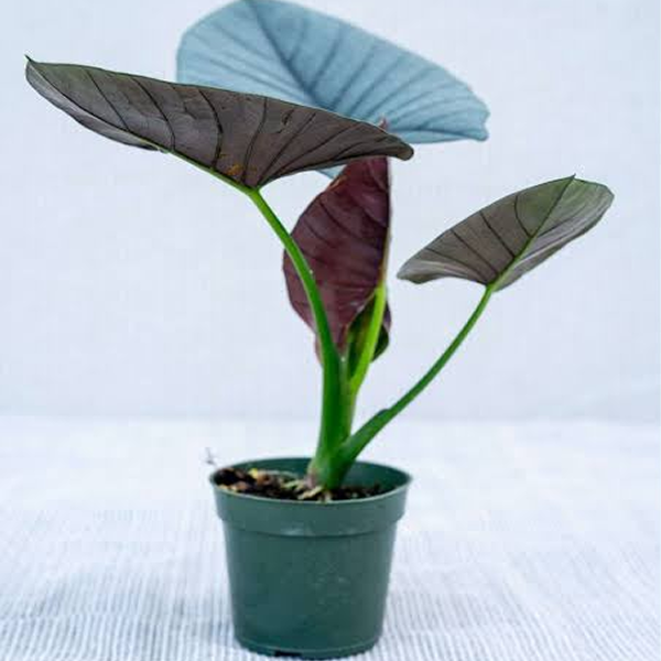Alocacia Reginae 6 Pot